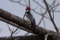 Downy Woodpecker 2013-10-12